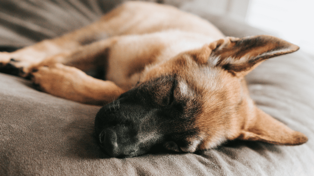 Senior dog resting comfortably on an orthopedic dog bed