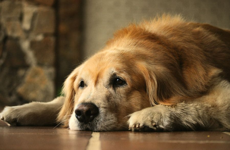 best joint supplements for senior dogs