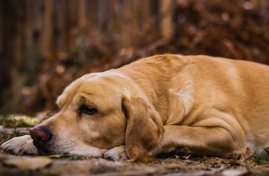 signs of pain in senior dogs — senior dog resting with gray muzzle