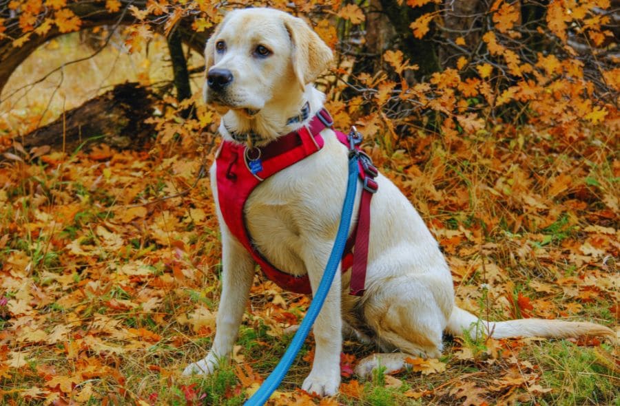 A senior Labrador sitting outdoors wearing one of the best support harnesses for senior dogs.