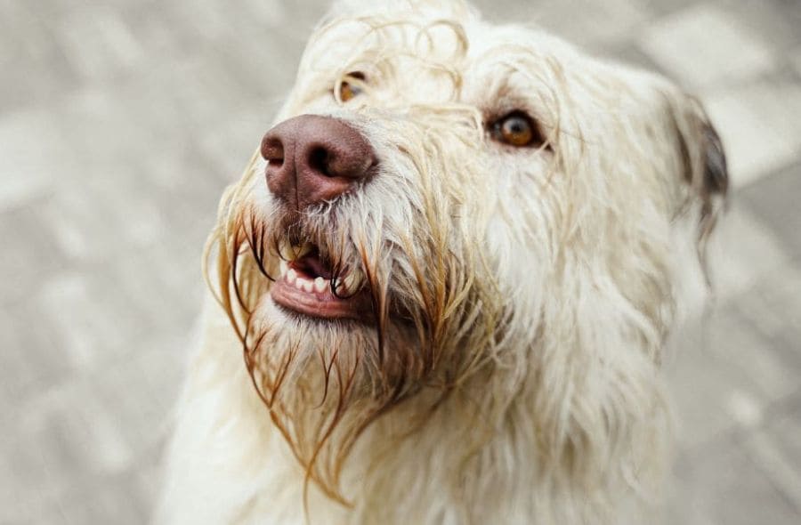 senior dog dental care guide
