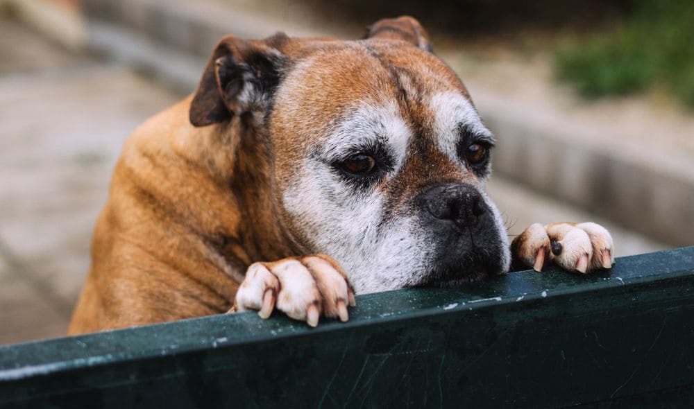 signs of dog dementia in senior dogs