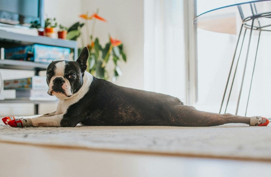 non-slip socks for senior dogs