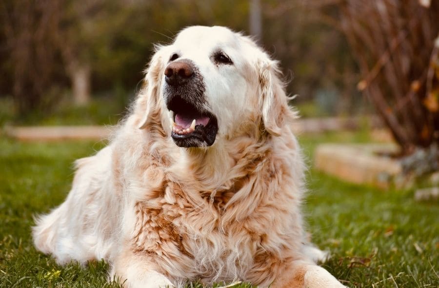 collagen for senior dogs