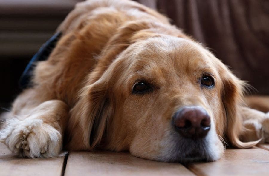 Senior dog resting with stiff joints, showing signs of arthritis in senior dogs