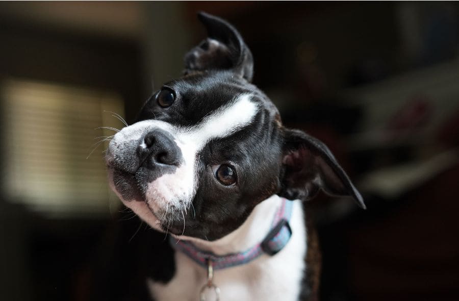 hearing loss in senior dogs