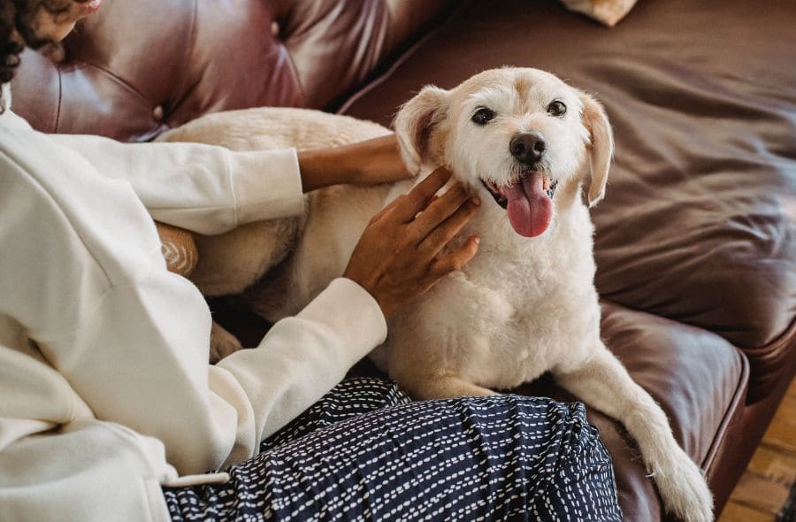 lumps and bumps on senior dogs