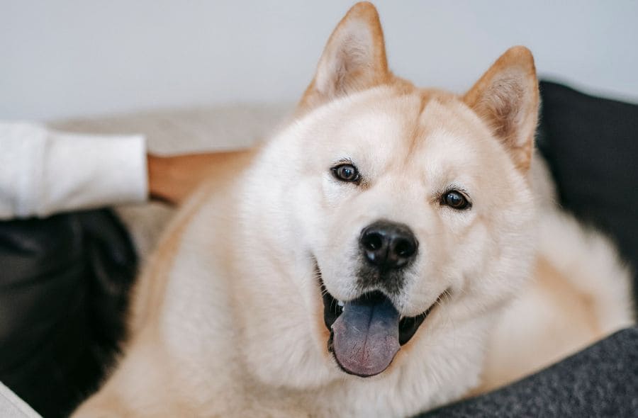 probiotics for senior dogs