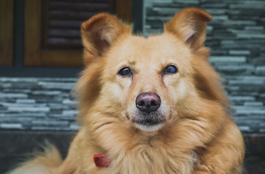vision loss in senior dogs